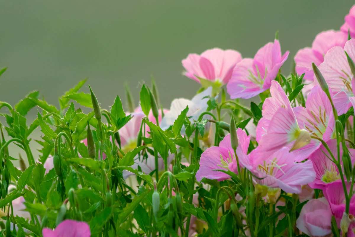 初夏若雨等花開，花開盛景待你賞