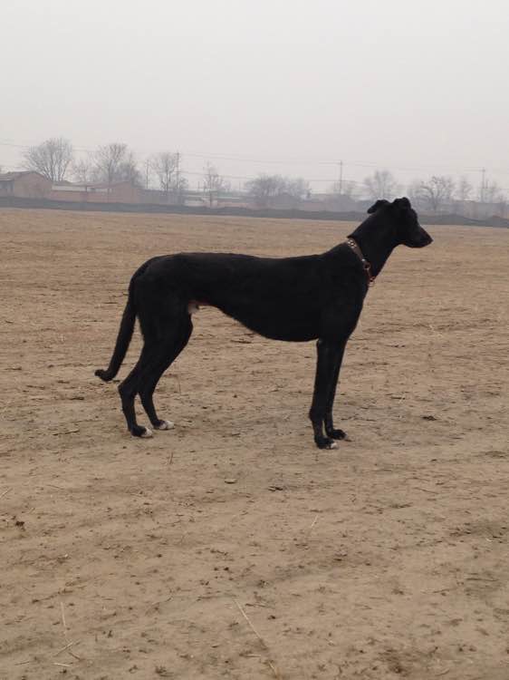 最新格力犬貼吧，深入探索格力犬的世界