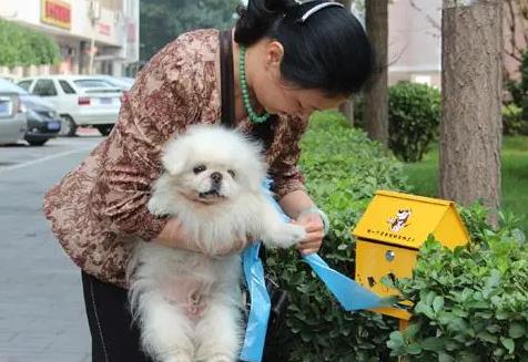 杭州最新養狗規定，打造人犬和諧共融的城市環境